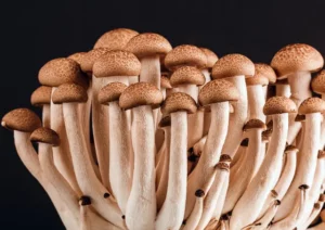 Psilocybin Mushrooms