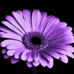 Purple Flower Meaning Revealed: Unlocking the Symbolism Behind These Beautiful Blooms!