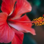 Red Flower Meanings: What Do They Symbolize?