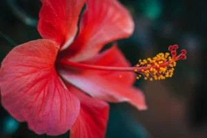 Explore Red Flower Symbolism & Meaning