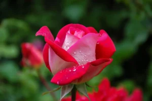 Rose Symbolism, Colours and Meanings