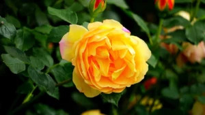 Yellow flowers meaning in different occasions