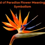 Bird of Paradise Flower Meanings & Symbolism