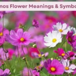 Cosmos Flower Meanings, Symbolism & Uses