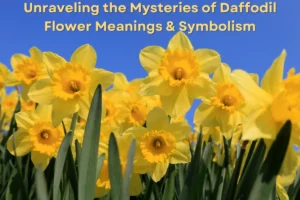 Daffodil Flower Meanings & Symbolism