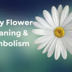 Daisy Flower Meaning, Symbolism & Mythology