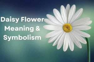 Daisy Flower Meaning, Symbolism & Mythology