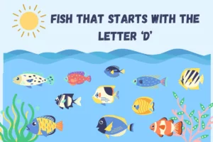 Fish That Start With D