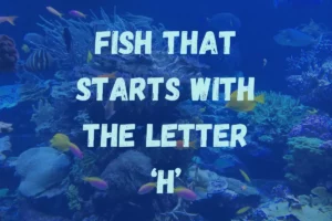 Fish That Start with H
