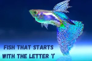 Fish That Start with I