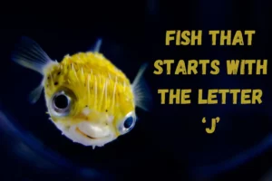 Fish That Start with J