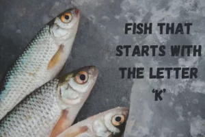 Fish That Start with K