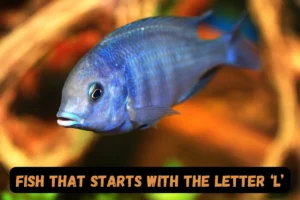 Fish That Start with L