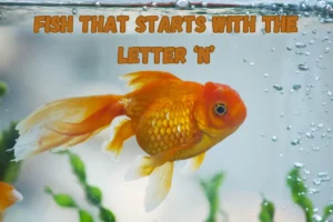 Fish That Start with N