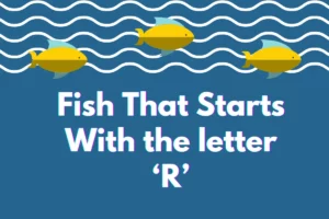 Fish That Start with R
