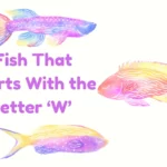 Wonderful World of Fish That Start with W: Discover the Unique Species!