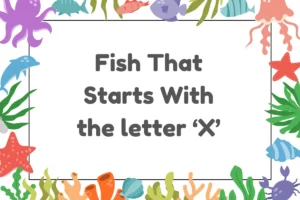 Fish That Start with X