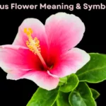 Hibiscus Flower Meanings & Symbolism + Hibiscus Planting, Care & Uses