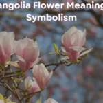 Magnolia Flower Meanings: Symbolism of the Flower and Tree