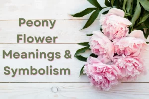 Peony Meanings & Symbolism