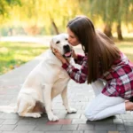 The Ultimate Guide to Finding A Reputable White Labrador Breeder