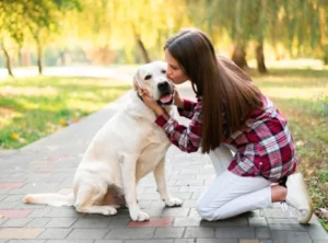 Finding A Reputable White Labrador Breeder