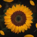 التحكيم FOSFA