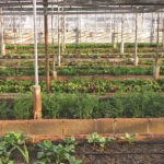 11 Positive Impacts Of Greenhouse Production