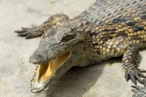 Dream of Crocodile Meanings and Interpretation