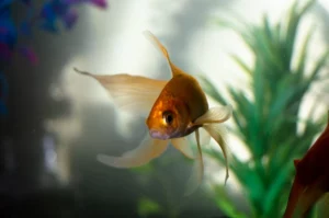 Aquarium Fish That Start With B