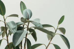 Plant Common Names Starting with 'B'