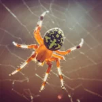 Spider Dream Meanings: What Is Your Dream Telling You?