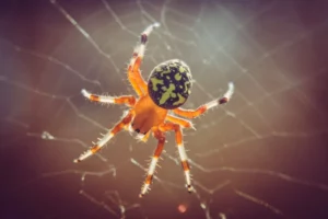 Spider Dream Meaning And Interpretation