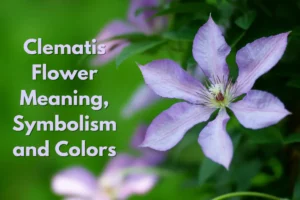Clematis Flower Meaning & Symbolism