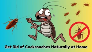 How to get rid of cockroaches naturally at home without chemicals
